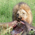 Krugerpark Zuid Afrika leeuw met prooi