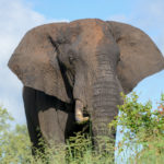 Krugerpark Zuid Afrika olifant