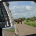 Krugerpark Zuid Afrika oppassen