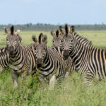 Krugerpark Zuid Afrika zebra