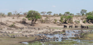 Zoutpannen van Makgadikgadi en Nxai Pan Makgadikgadi Nxai Pan Botswana