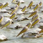 Nationaal park Djoudj