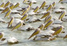 Senegal sluit nationaal park na mysterieuze dood van 750 pelikanen Nationaal park Djoudj