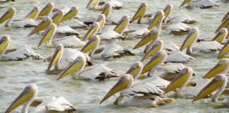 Nationaal park Djoudj Nationaal park Djoudj