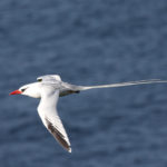 Roodsnavelkeerkringvogel Dakar Senegal