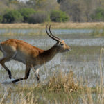 Antilope Moremi Botswana