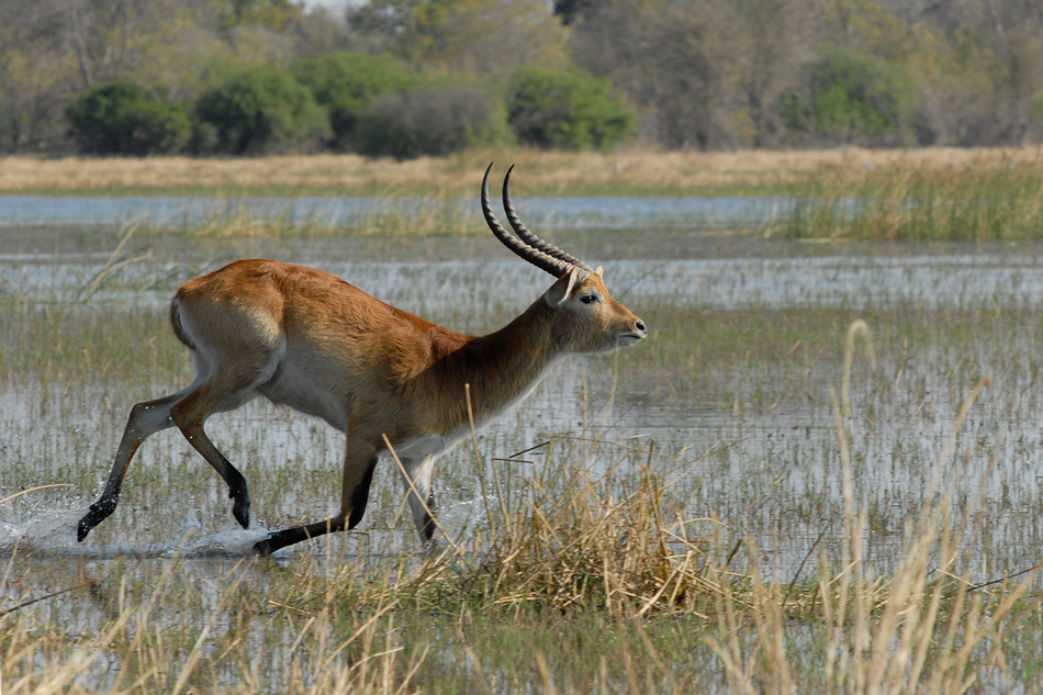 Antilope Moremi Botswana