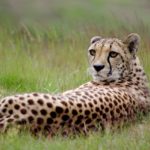 Cheeta Kafue Zambia