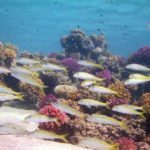 Huisrif Marsa Nakari Egypte