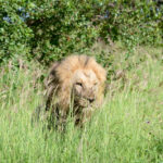 Kafue Zambia