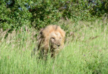 De Nationale Parken van Zambia Kafue Zambia