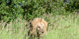 De Nationale Parken van Zambia Kafue Zambia