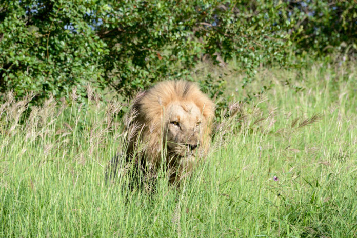 Kafue Zambia