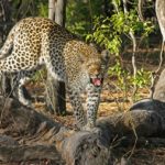 Luipaard in Moremi Botswana