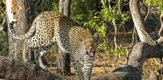 Het Moremi Natuurreservaat Luipaard in Moremi Botswana