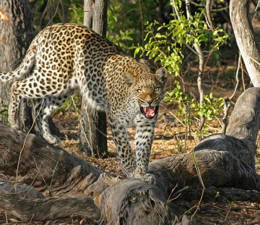 Het Moremi Natuurreservaat Luipaard in Moremi Botswana