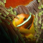 Marsa Nakari Egypte Finding Nemo