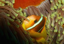 Marsa Nakari is een duikparadijs Marsa Nakari Egypte Finding Nemo