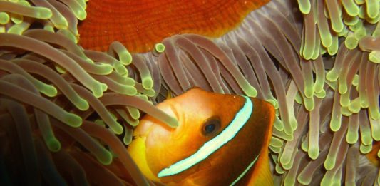 Marsa Nakari is een duikparadijs Marsa Nakari Egypte Finding Nemo