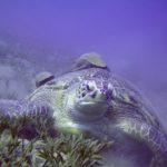 Marsa Nakari Egypte schildpad