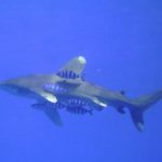 Oceanische witpunthaai Elphinstone Egypte