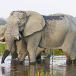 Olifanten Moremi Botswana