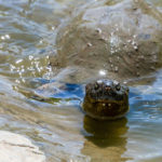 Schildpad Kafue Zambia