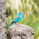 Abessian Roller Niumi national park Gambia