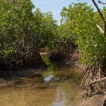 Bao Bolong Wetland reserve Gambia