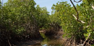 Bao Bolong Wetland Reserve Bao Bolong Wetland reserve Gambia