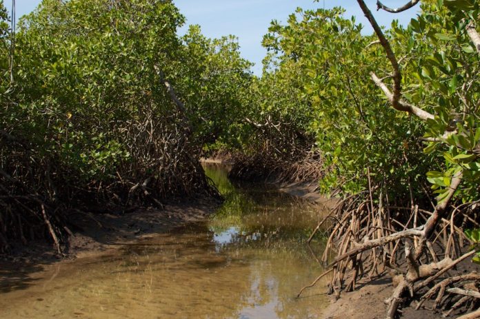 Bao Bolong Wetland reserve Gambia