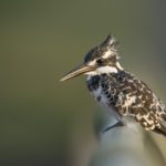 IJsvogel Tanji bird reserve Gambia