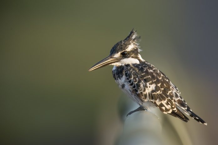 IJsvogel Tanji bird reserve Gambia