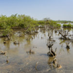 Niumi national park Gambia