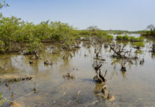 Niumi National Park Niumi national park Gambia