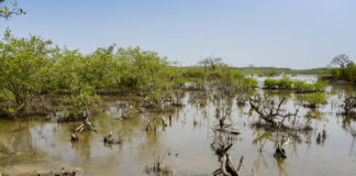 Niumi National Park Niumi national park Gambia