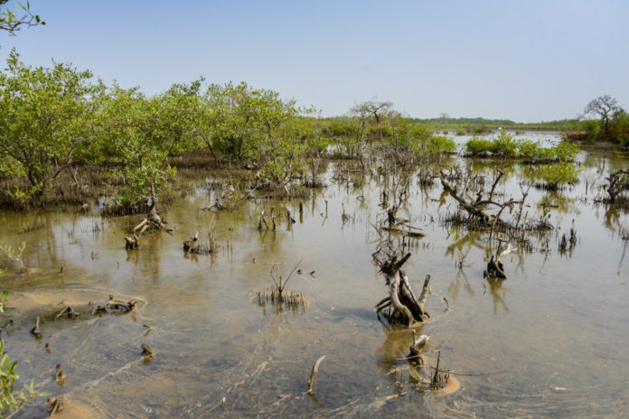 Niumi national park Gambia