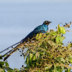 Vogel Niumi national park Gambia