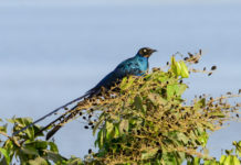 Vogelaars vliegen massaal naar Malawi
