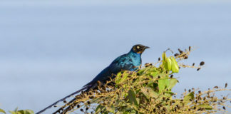 Vogelaars vliegen massaal naar Malawi