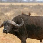 wilde dieren verplaatsen