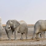 wilde dieren verplaatsen Zimbabwe