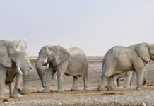 Zimbabwe gaat duizenden wilde dieren verplaatsen wilde dieren verplaatsen Zimbabwe