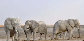 Zimbabwe gaat duizenden wilde dieren verplaatsen wilde dieren verplaatsen Zimbabwe