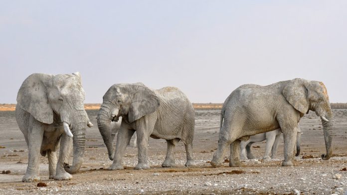 wilde dieren verplaatsen Zimbabwe