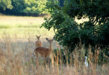 Parc National du Badiar Badiar Nationaal park Guinee