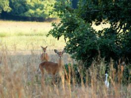Parc National du Badiar Badiar Nationaal park Guinee