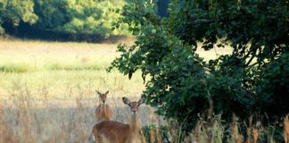 Parc National du Badiar Badiar Nationaal park Guinee