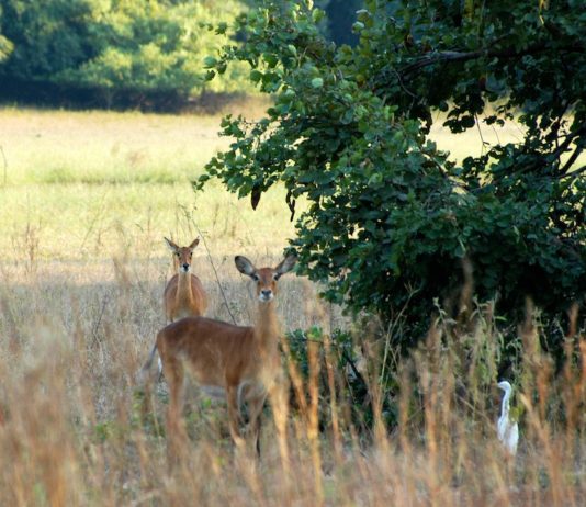 Parc National du Badiar Badiar Nationaal park Guinee