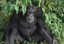 Chimpansees van Bossou Bossou Guinee